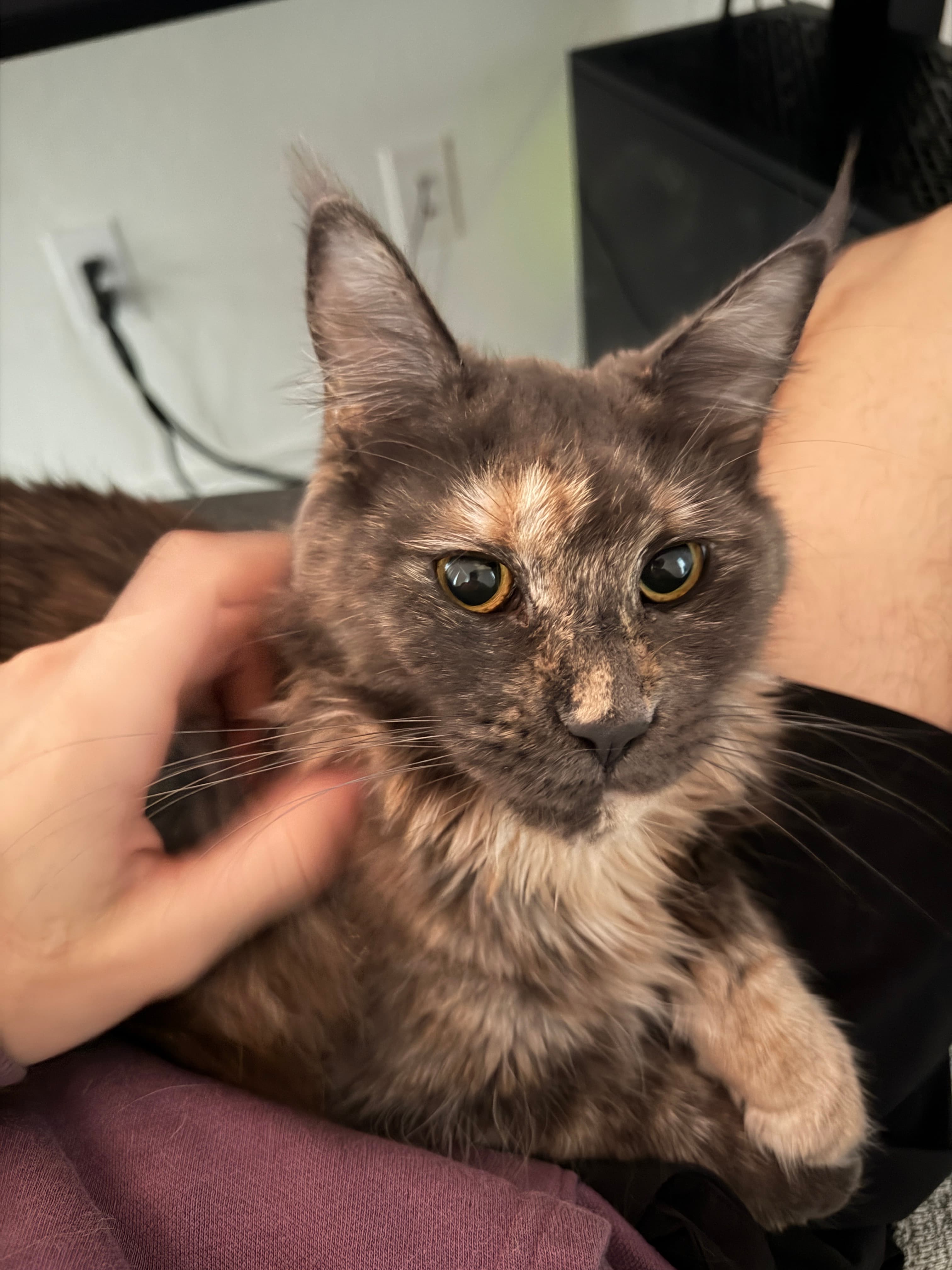 Gracie