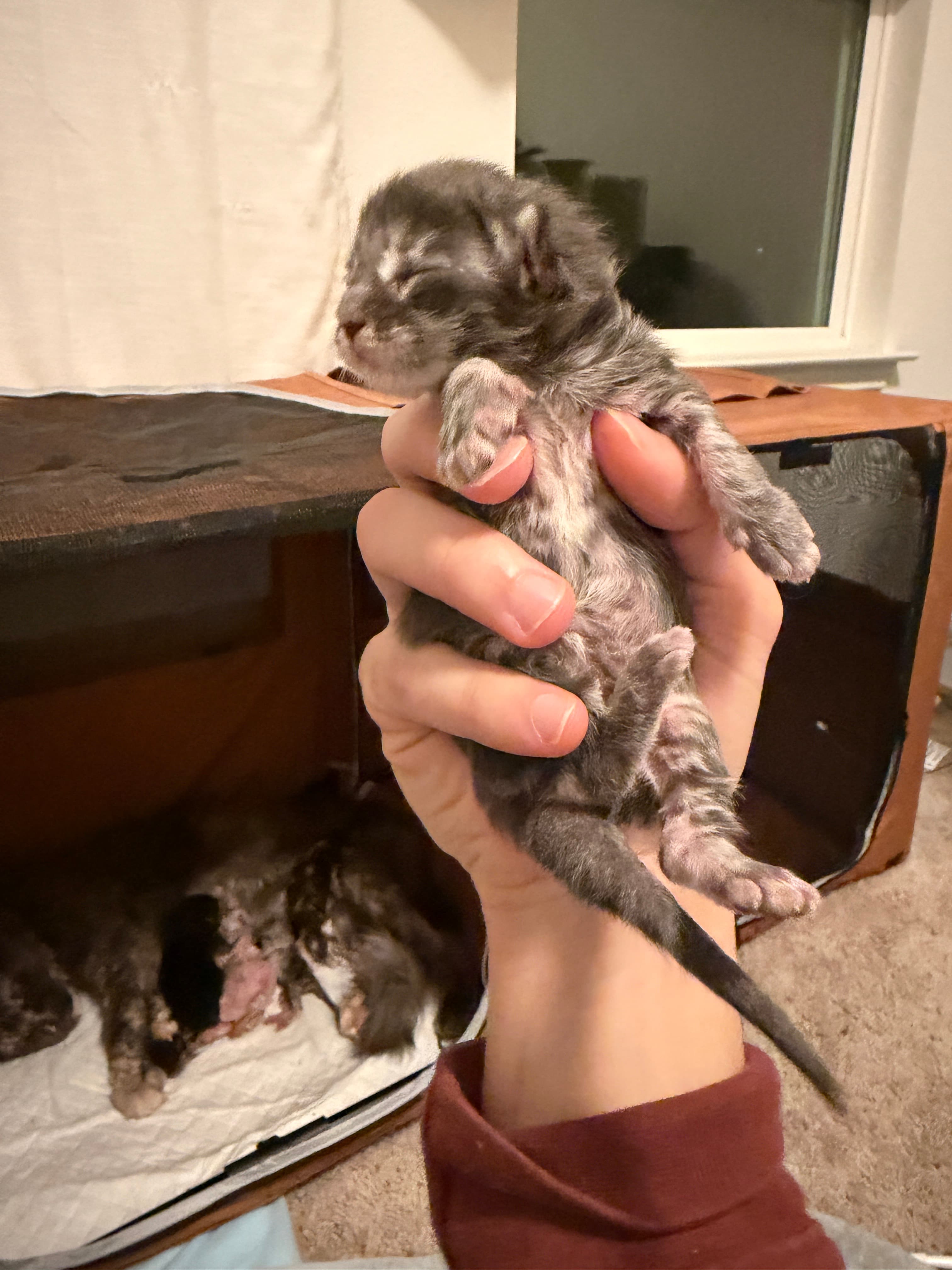 Slate