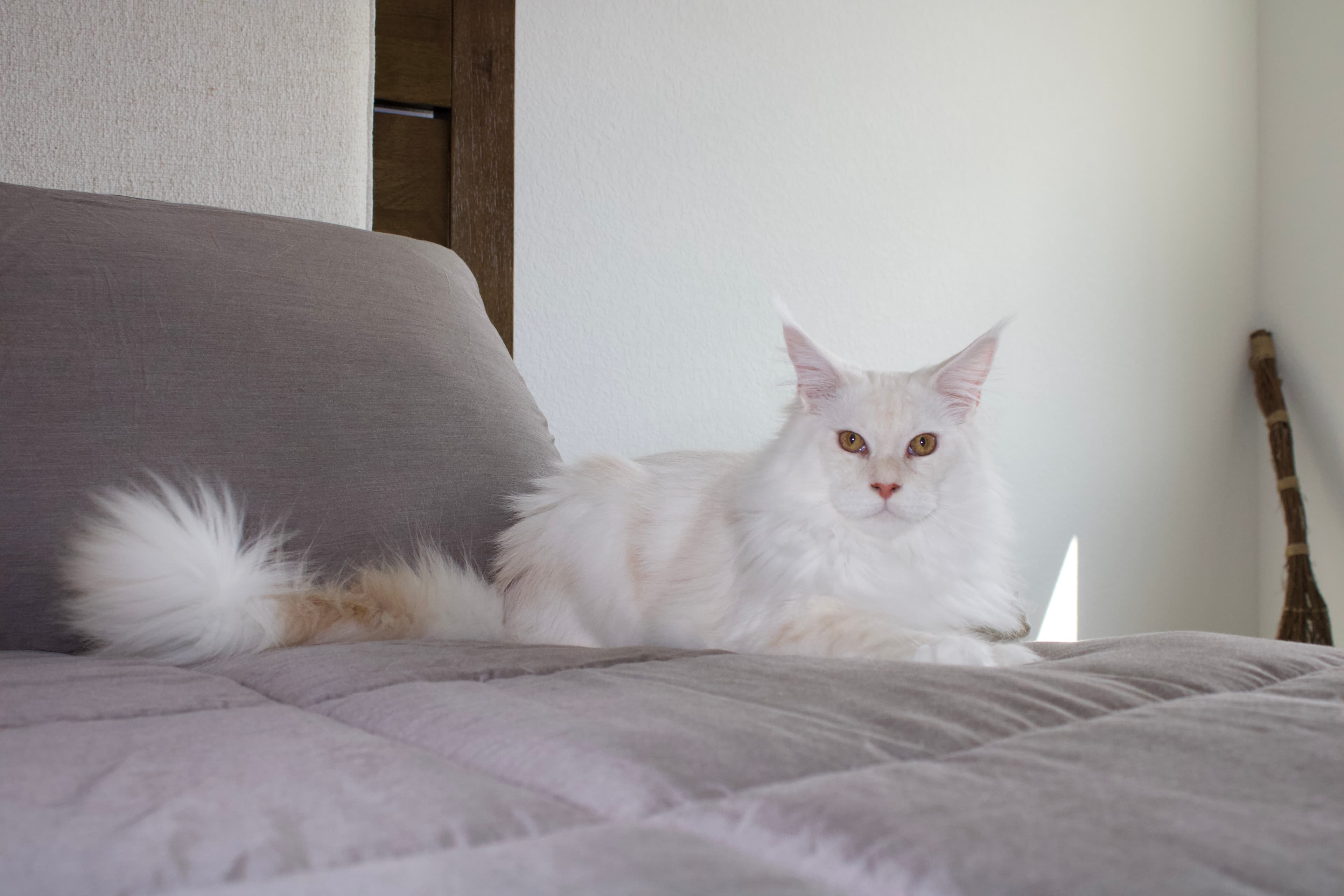 Tapatio